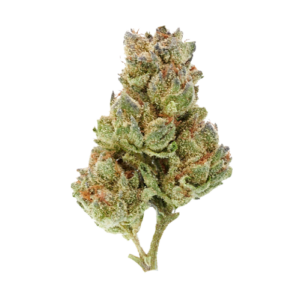 BUDDHA KUSH HYBRID – HTC